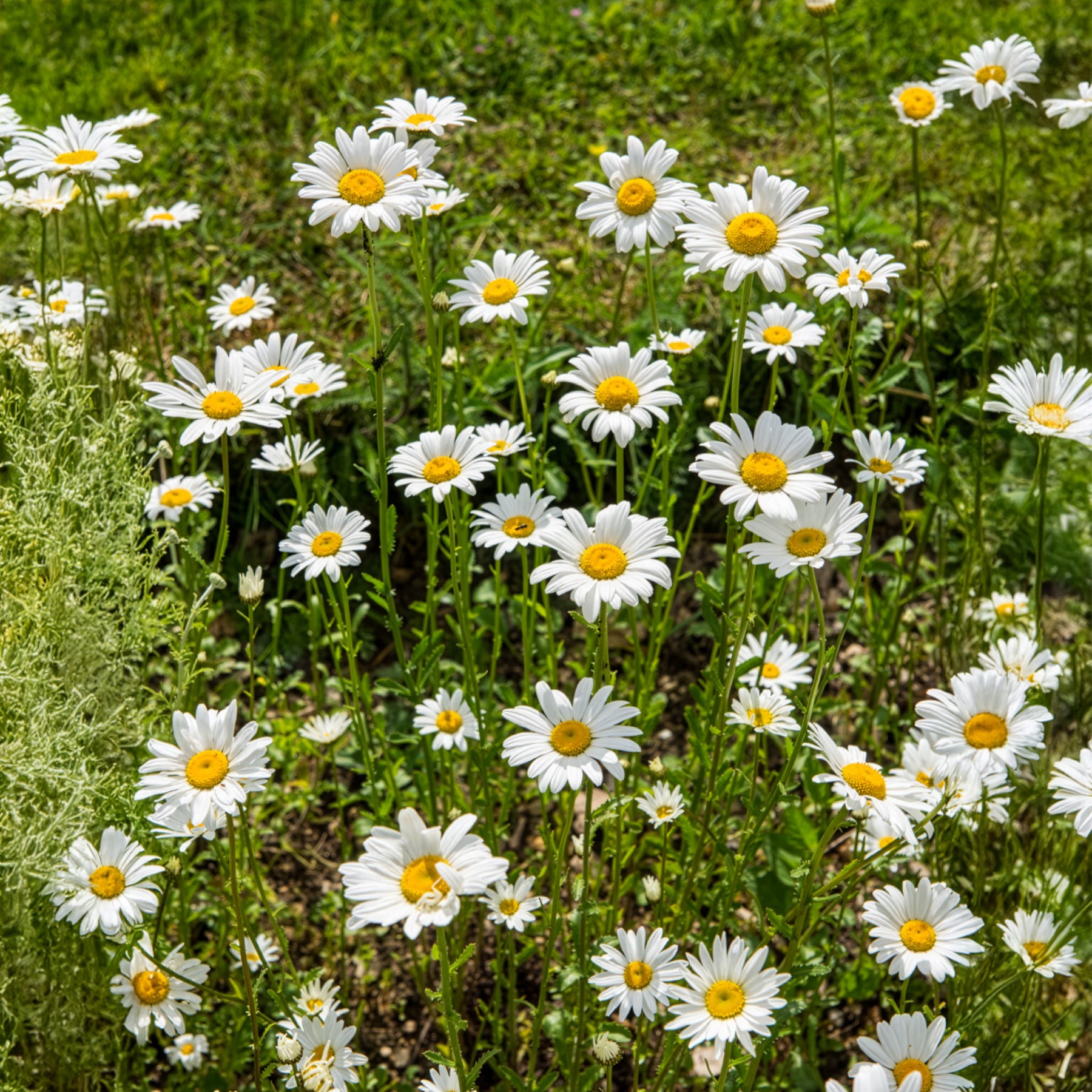 Bakker Plantes vivaces Marguerite commune fleur blanche pot 9cm