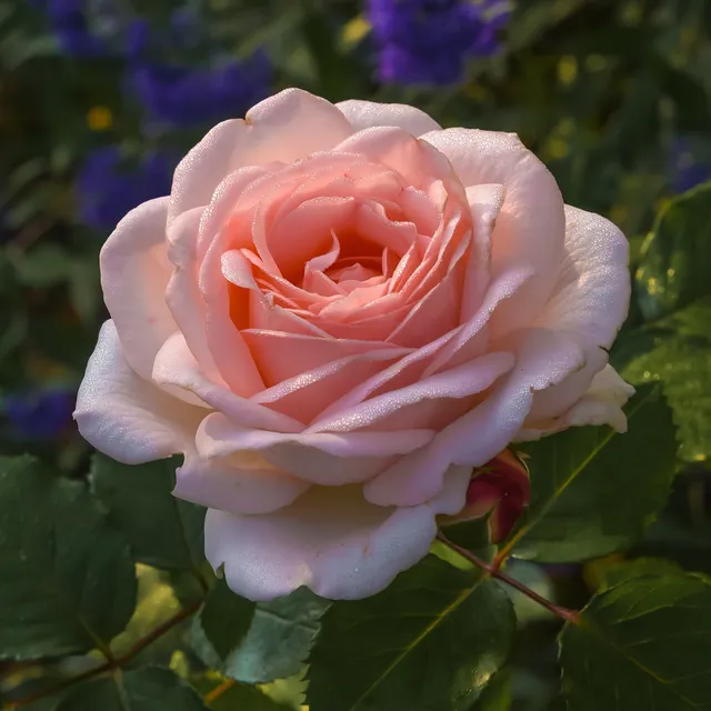 Bakker Rosiers Rosier Clair Renaissance rosier pot 4L rose parfumé