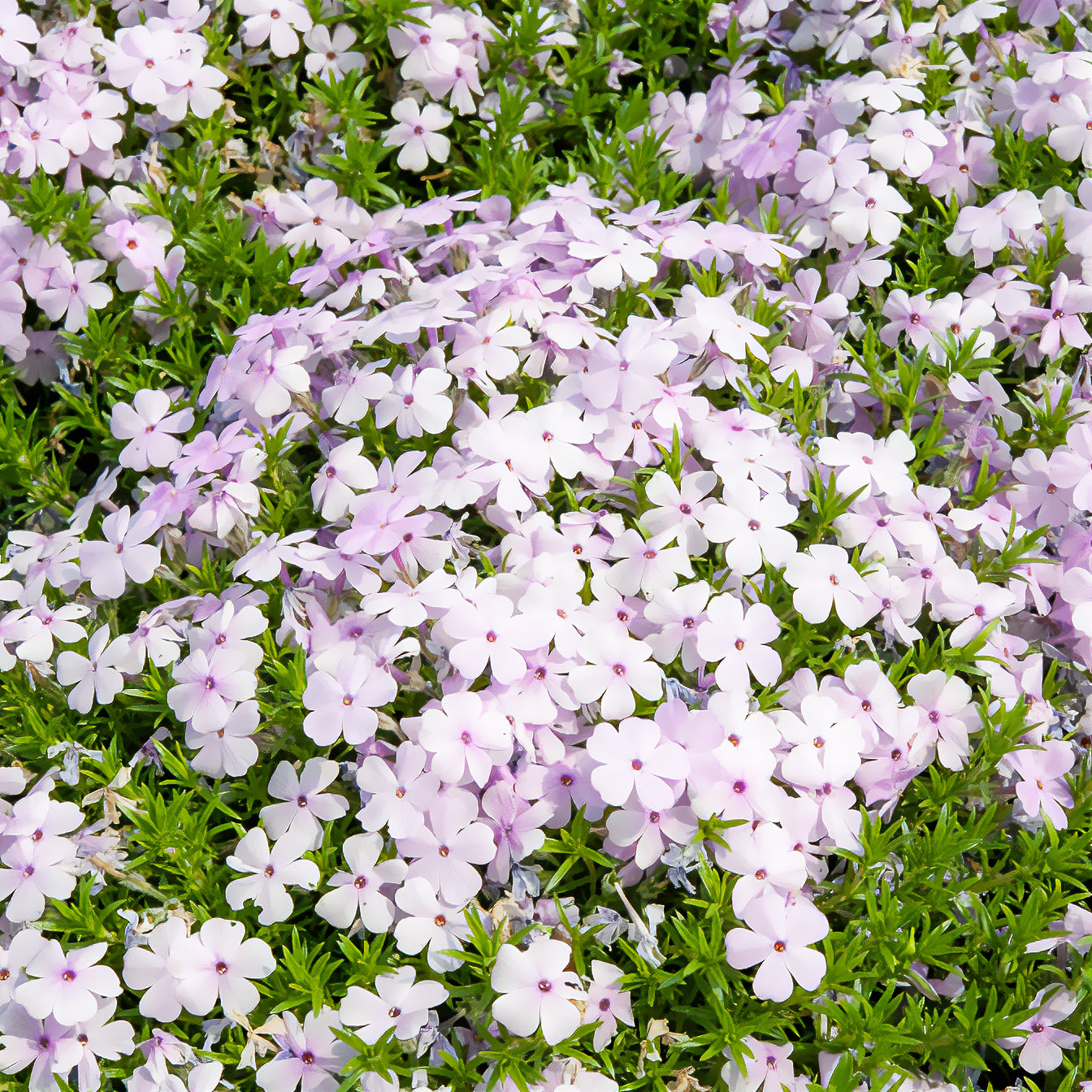 Bakker Phlox nain Lilac Cloud vivace pot 9cm mauve