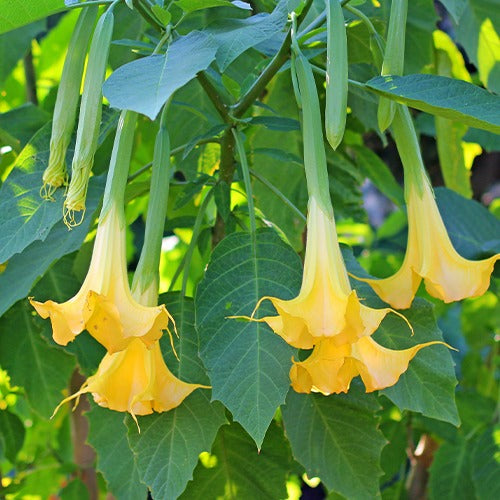Bakker Brugmansia Tricolor trompette des anges pot 12cm