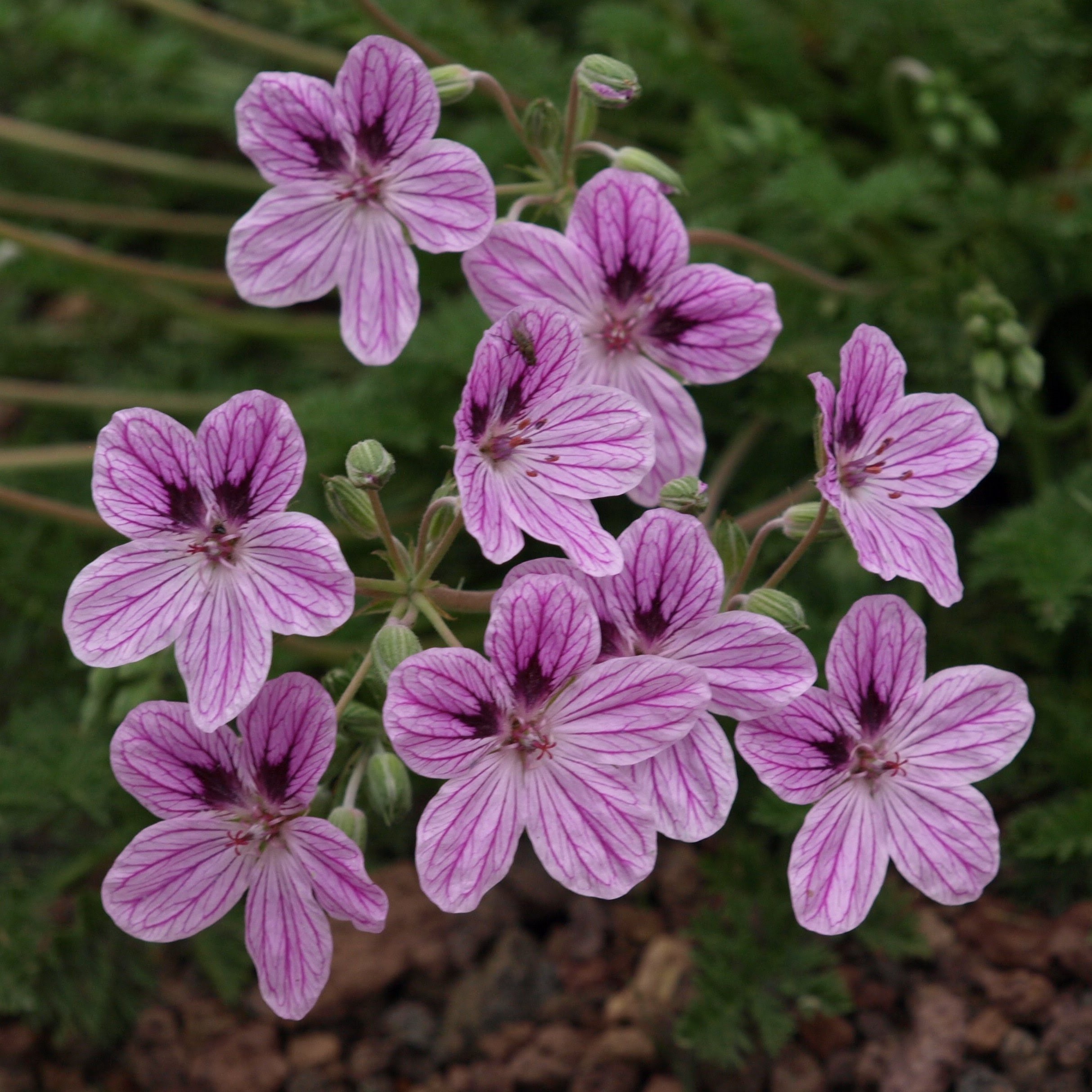 Passion Vivaces Erodium plante vivace pot 1L rocaille