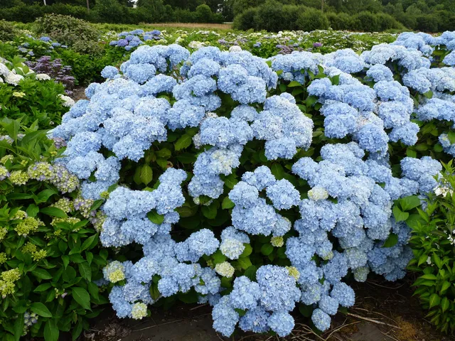 Vicomtesse de Vibraye hortensia boule rose pâle