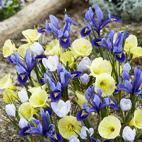 Bakker Early Bird mélange 35 bulbes fleurs précoces