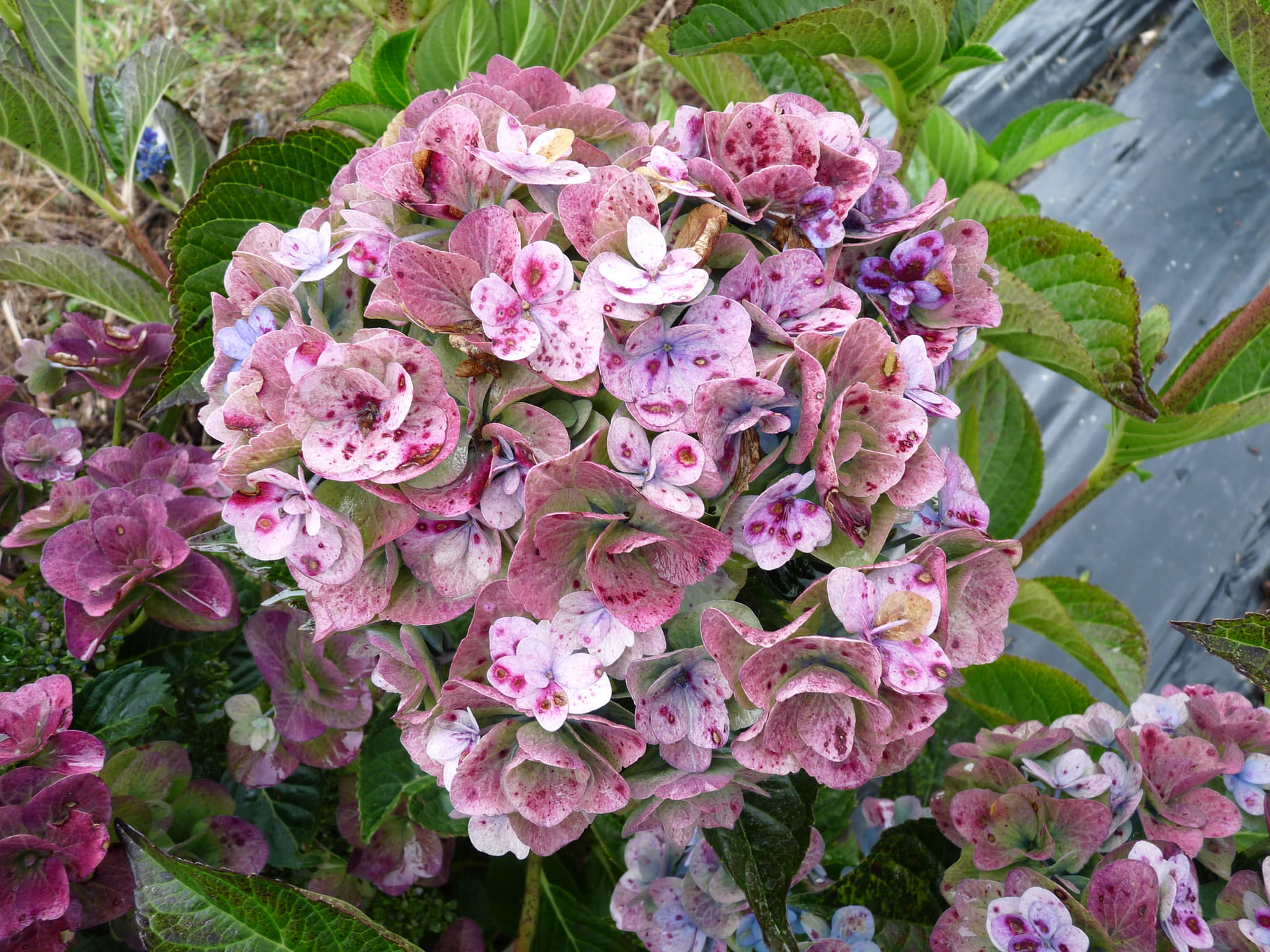 Mikawa Yae Hydrangea macrophylla hortensia plat double