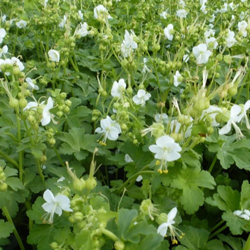 Bakker Geranium White Ness vivace blanche pot Ø 9cm