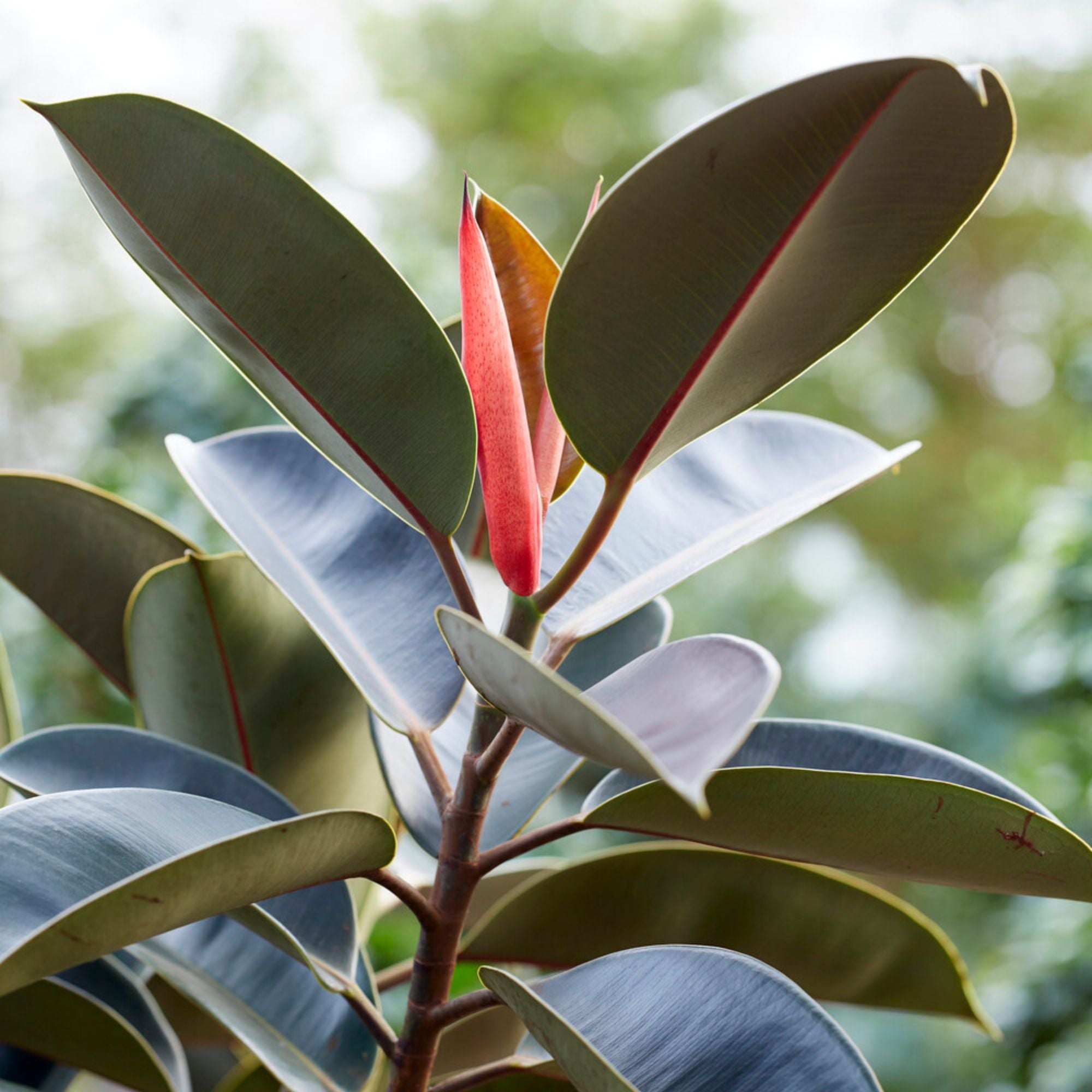Bakker Caoutchouc Robusta ficus pot Ø17cm feuillage vert brillant