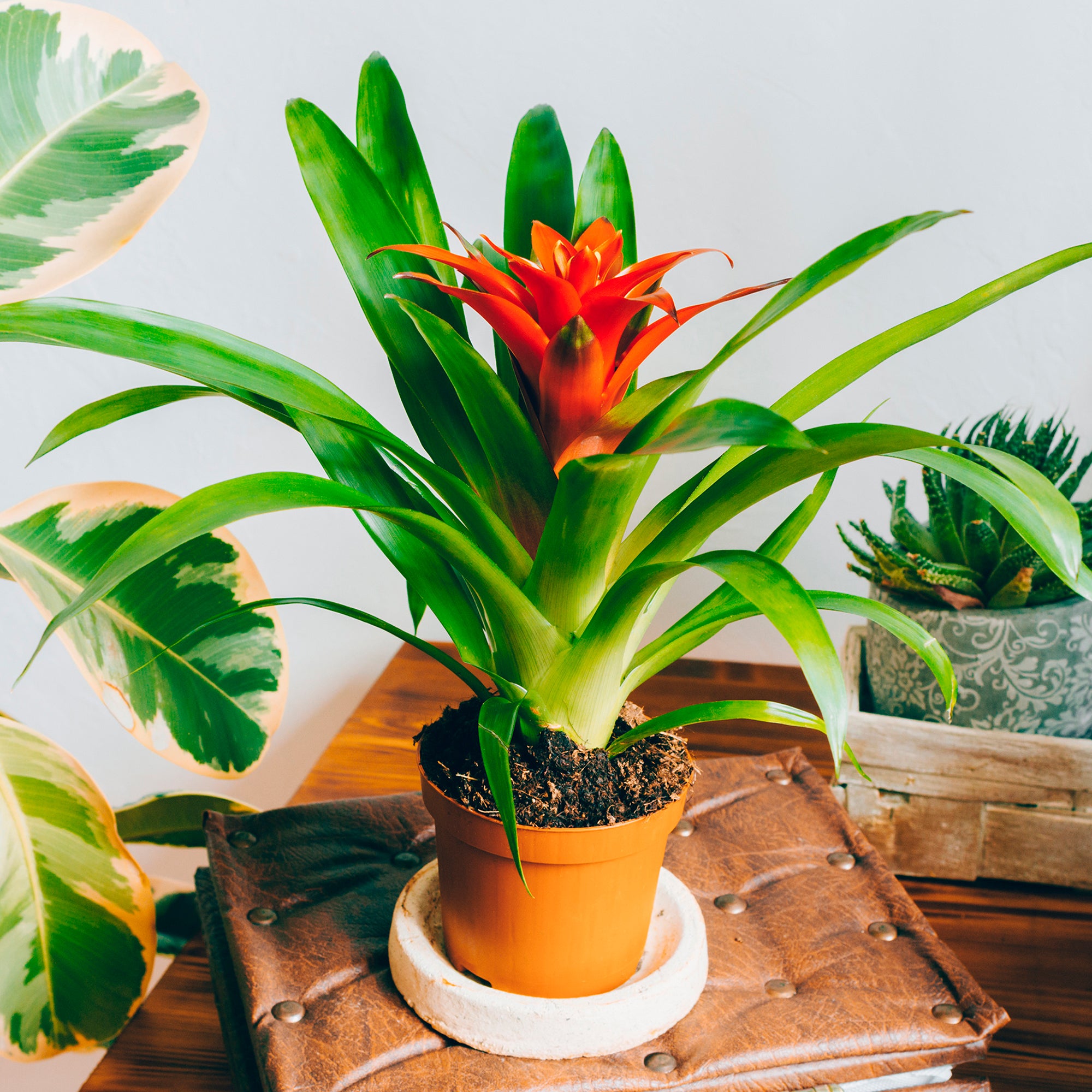 Bakker Bromelia orange plante d'intérieur pot 9cm