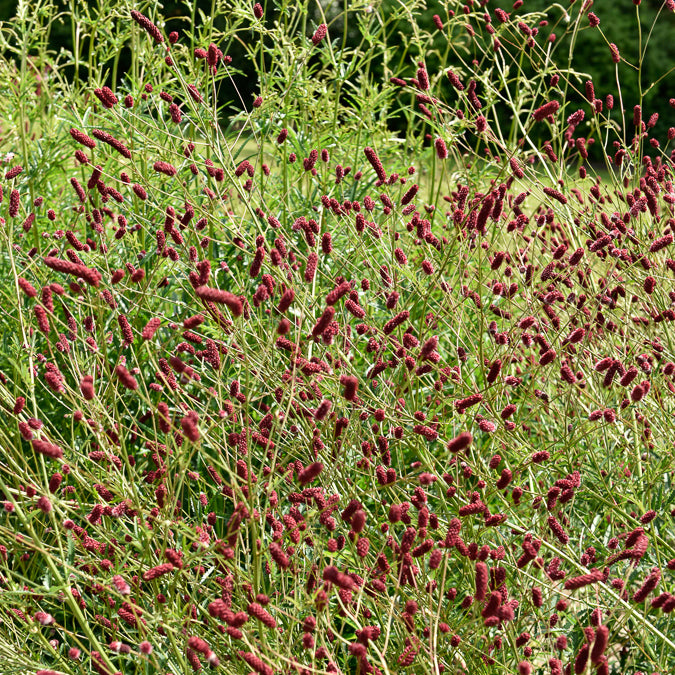 Bakker Vivaces pimprenelle Sanguisorba pot 9cm rouge soleil