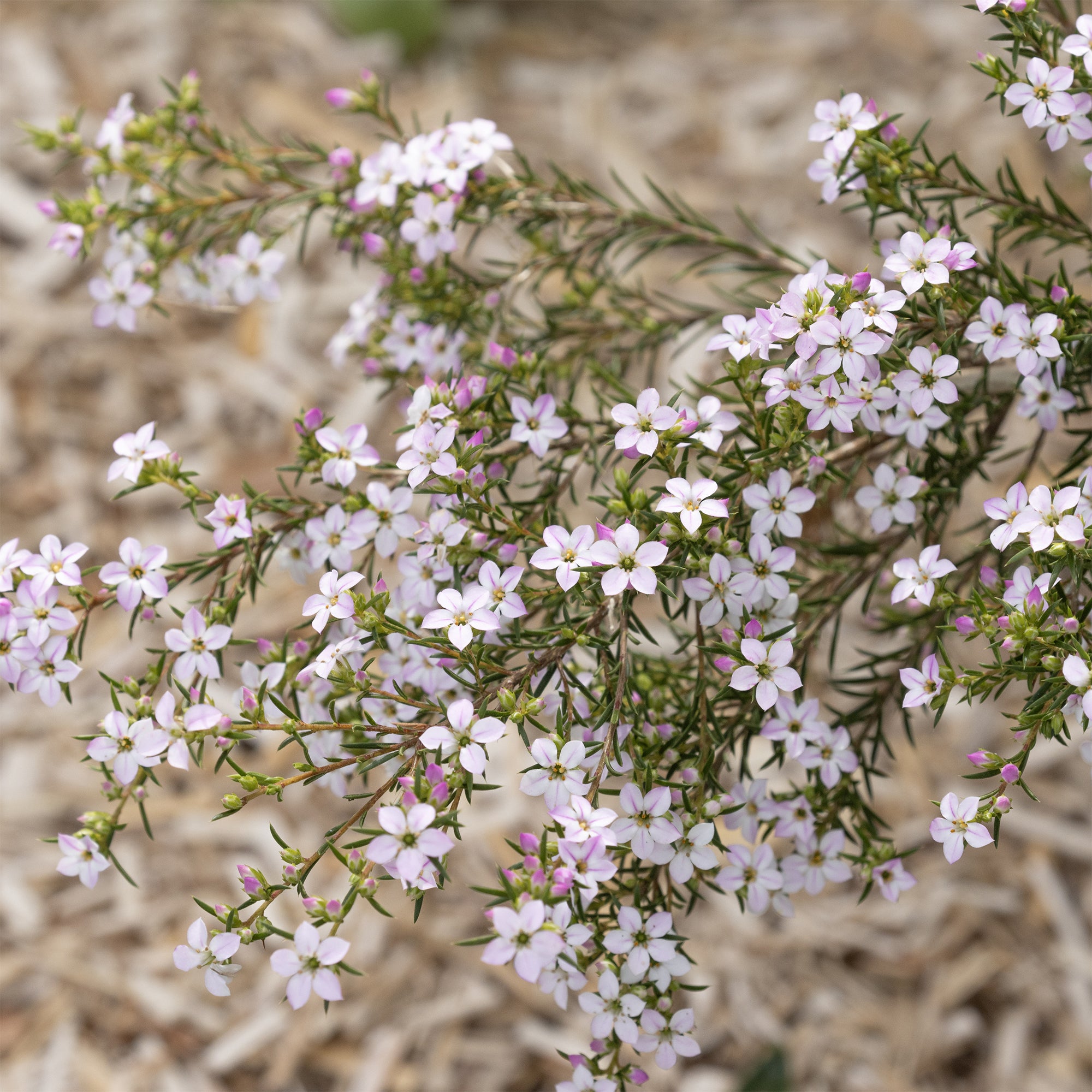 Bakker Diosma Plante du Pêcheur arbuste pot 9cm persistant
