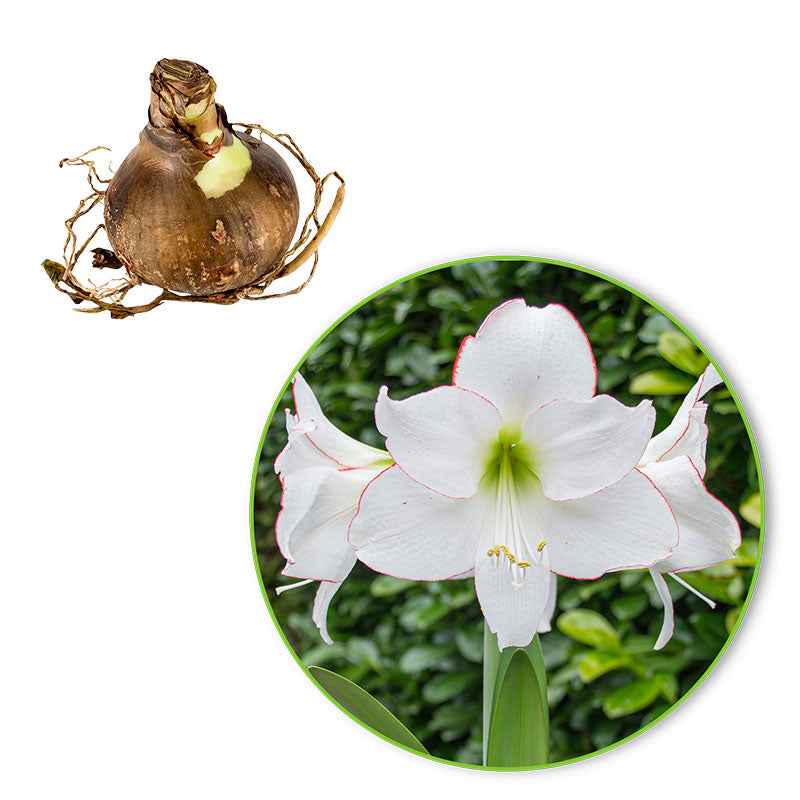 Bakker Picotee amaryllis bulbe sachet 1 bulbe fleur blanche