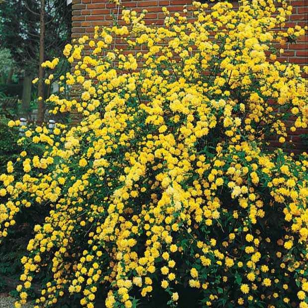 Bakker Corète du Japon jaune pompon pot 1.5L 30-40cm