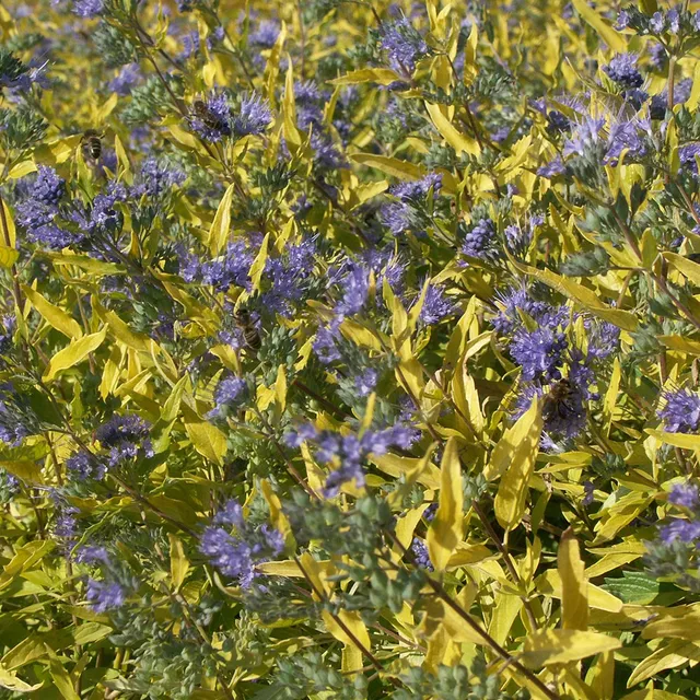 Bakker Caryopteris Worcester Gold arbuste pot 4L doré