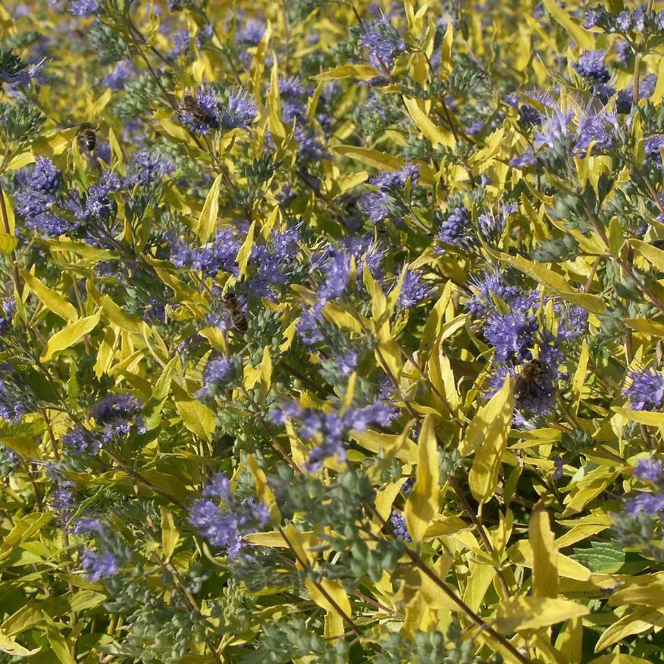 Bakker Caryopteris Worcester Gold arbuste pot 4L doré
