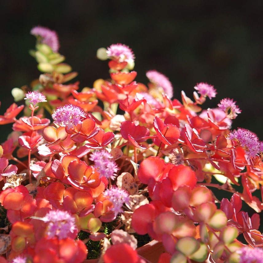 Passion Vivaces Sedum sieboldii orpin godet feuilles bleutées roses