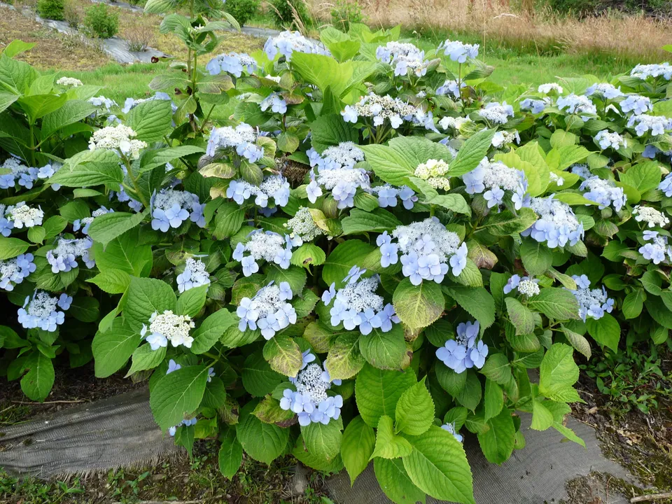 Les Hortensias du Haut Bois Ezo duoduma hortensia serrata godet