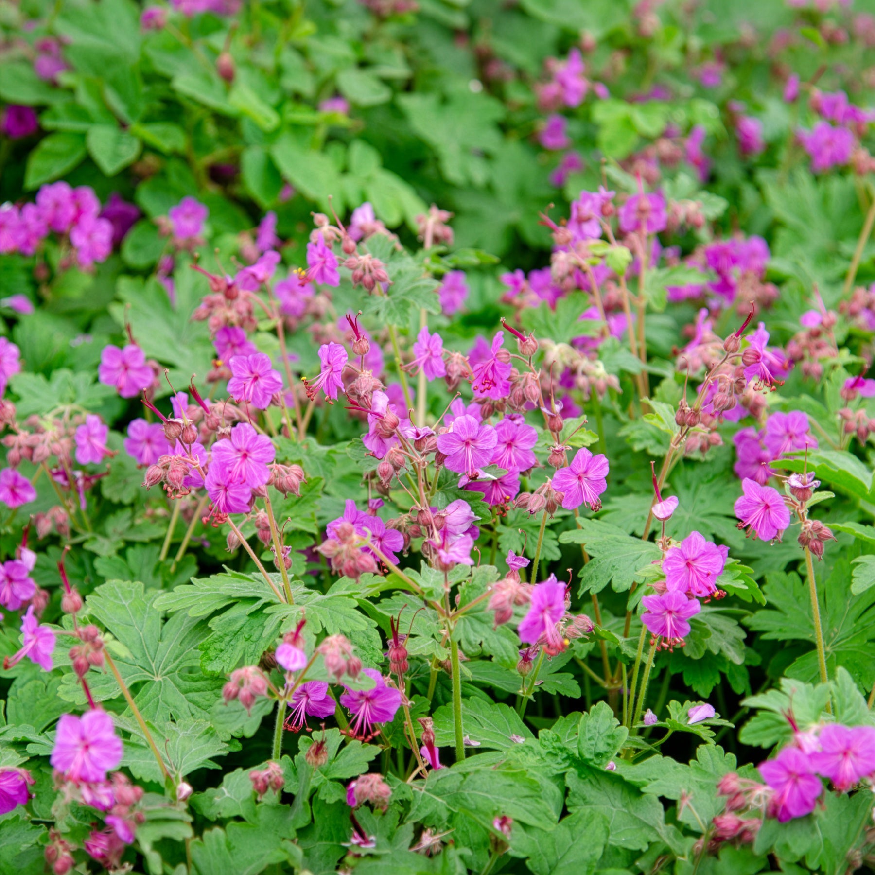 Bakker Vivaces Géranium macrorrhizum violet pot 8cm