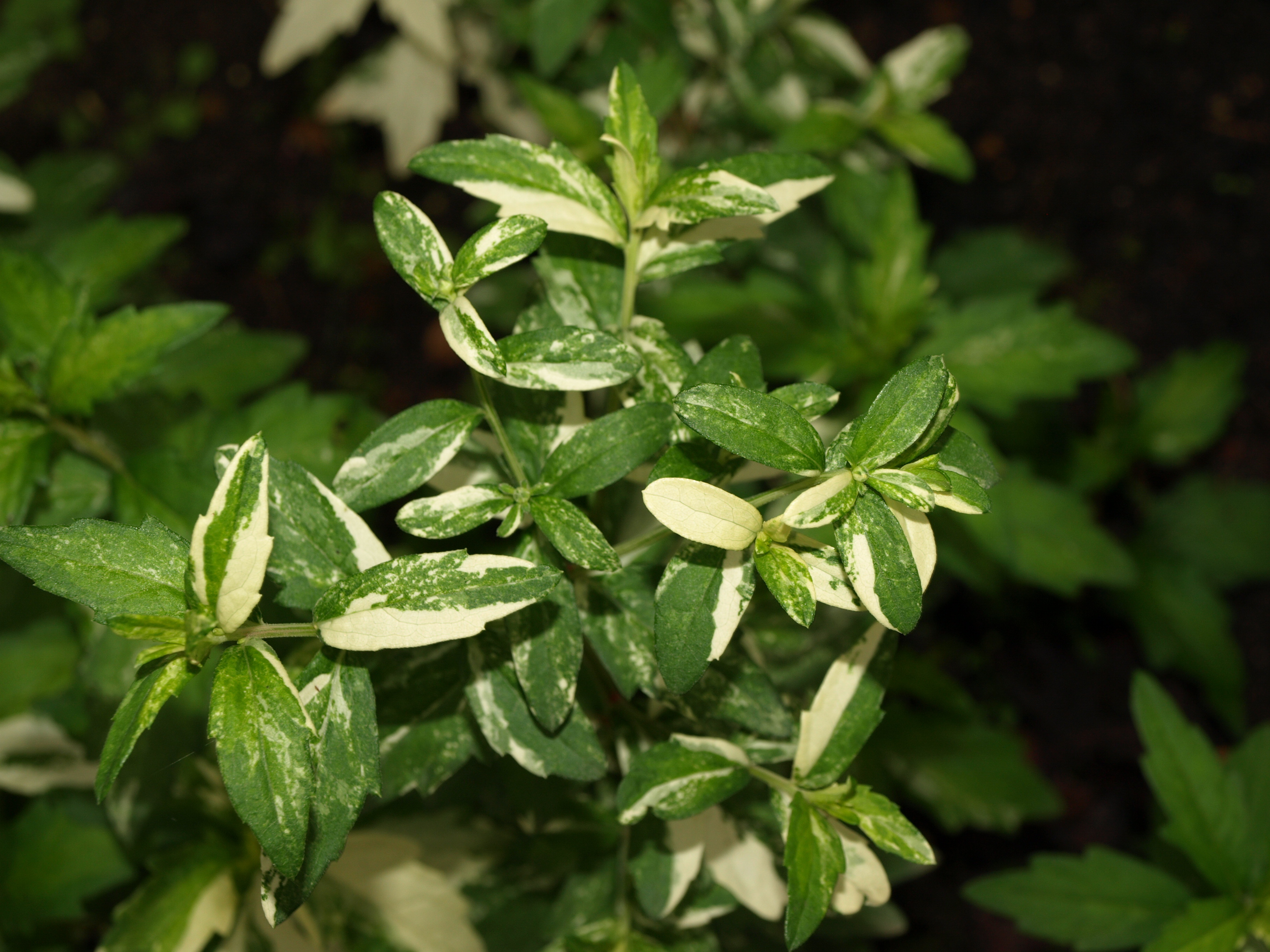 Passion Vivaces ASTER ovatus Hakikomi Fu aster pot 1L panaché