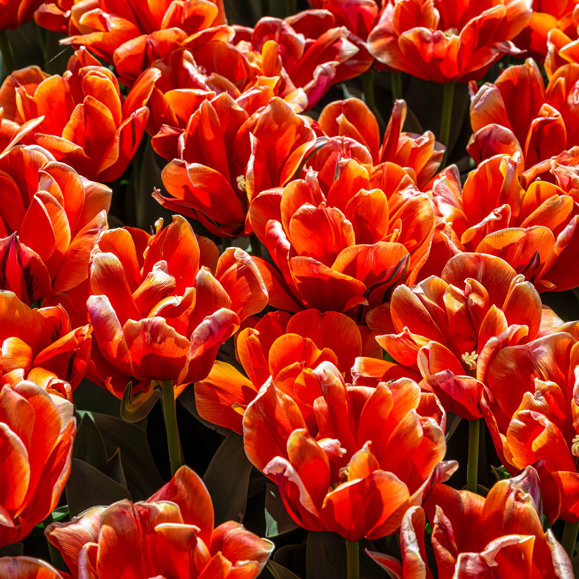 Bakker Tulipes Queensday doubles bulbes 7 bulbes orange parfumée