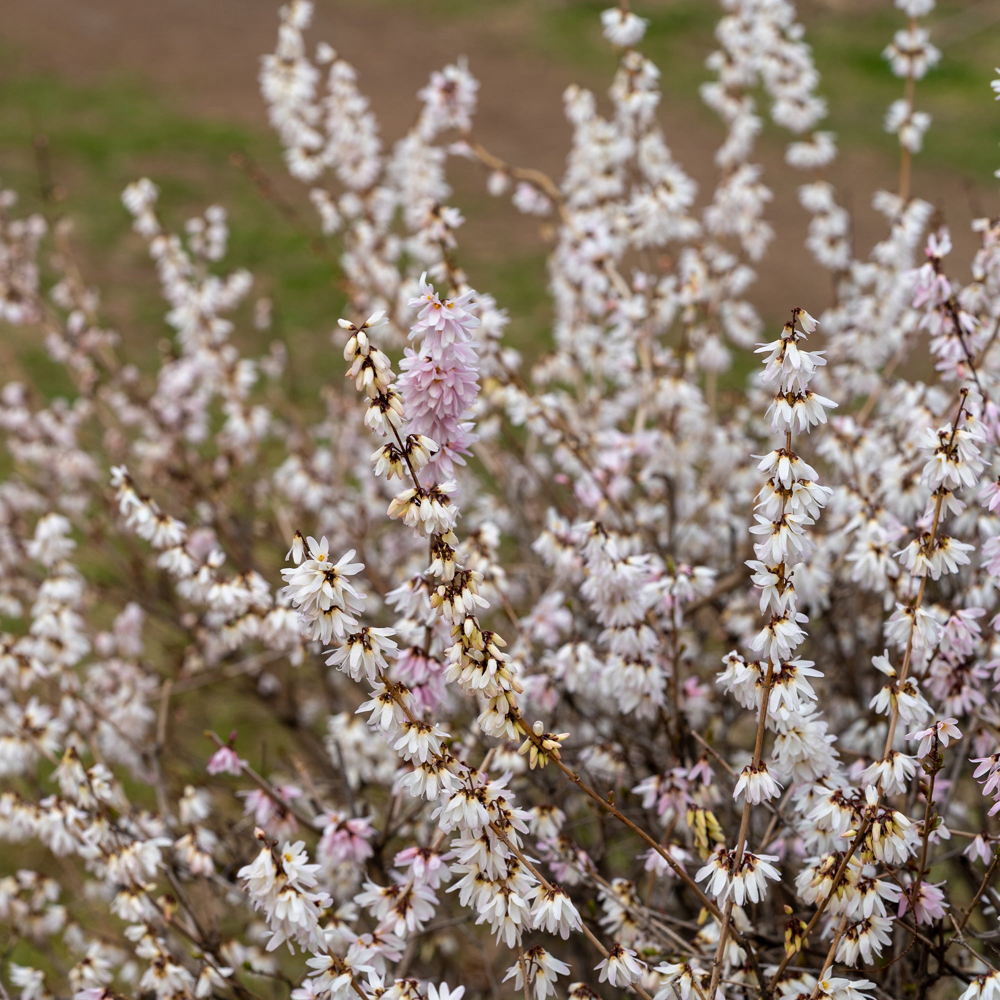 Bakker Forsythias blanc + rose arbuste pot 1L 40-60cm
