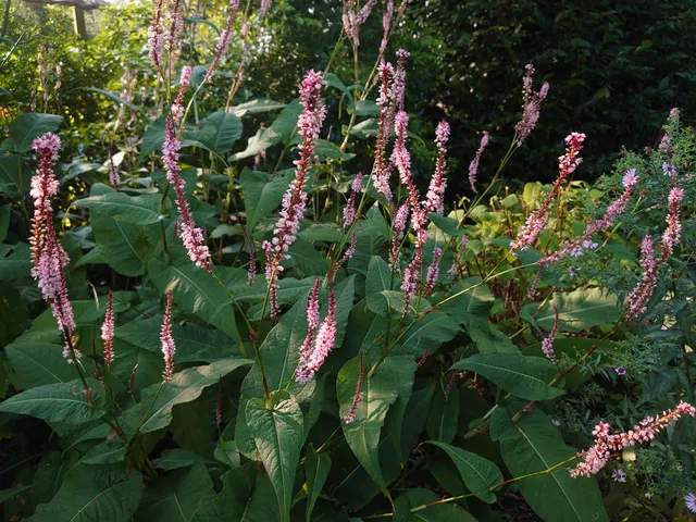 Passion Vivaces Persicaria Fascination renouée épi rose saumoné