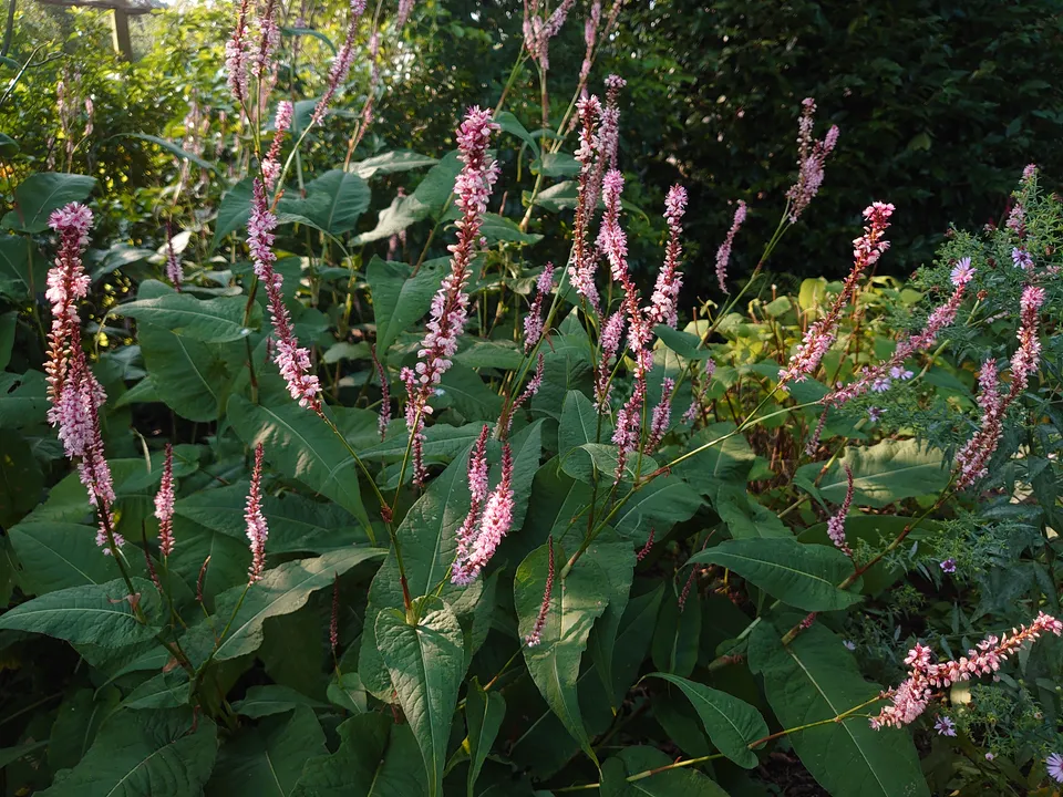 Passion Vivaces Persicaria Fascination renouée épi rose saumoné