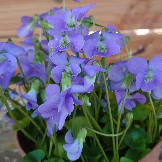 Viola sororia Dark Freckles plante vivace pot 1 L bleu violet