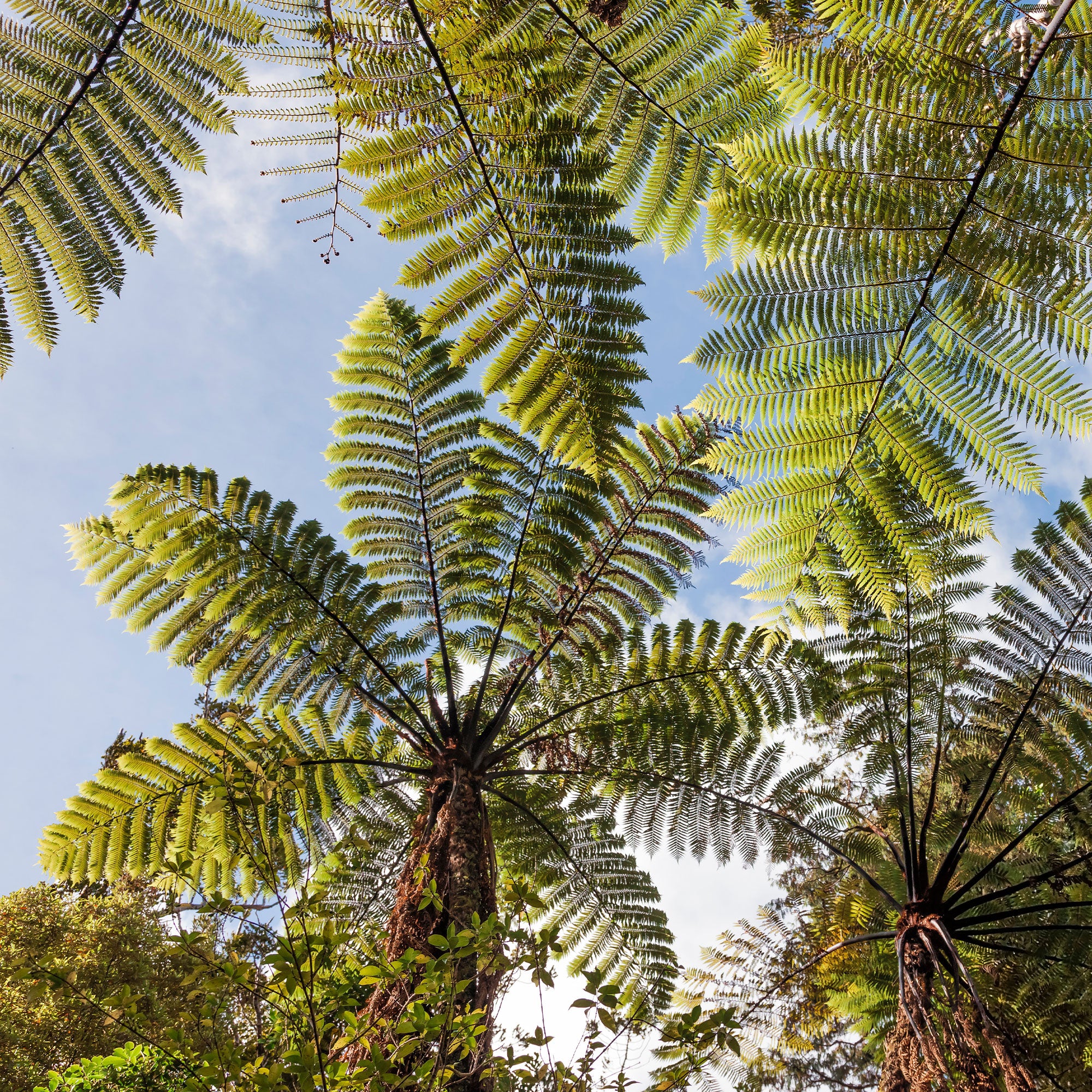 Bakker Fougère arborescente Cyathea pot Ø 9cm mi-ombre