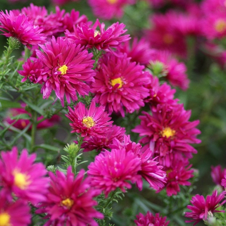 Bakker Royal Ruby aster automne 3 racines nues rouge