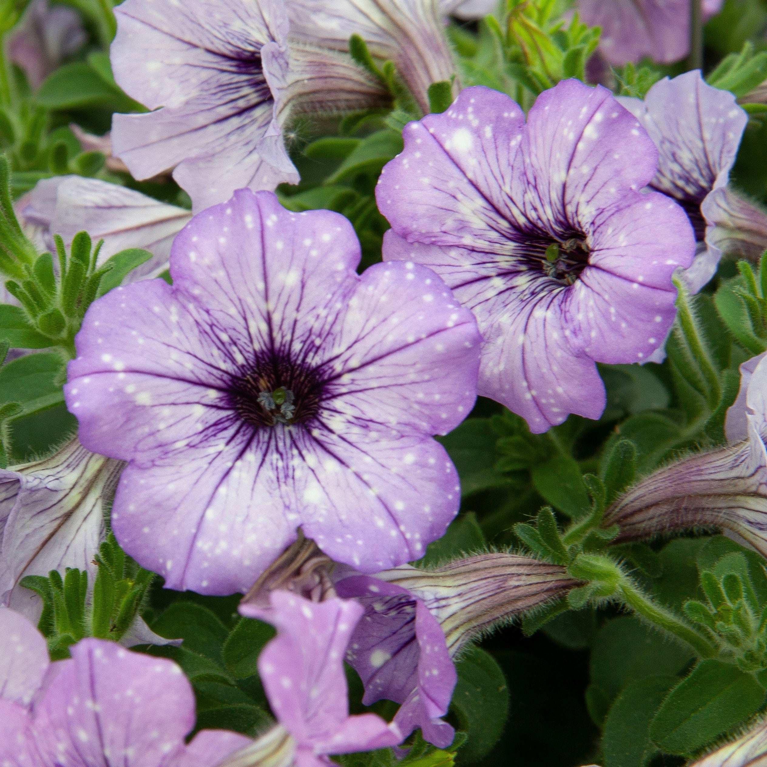 Bakker Lavender Sky pétunia violet 3 pots Ø10,5cm