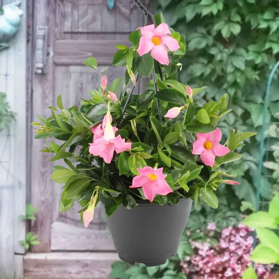 Bakker Dipladénia rose Mandevilla pot Ø10.5cm grimpante