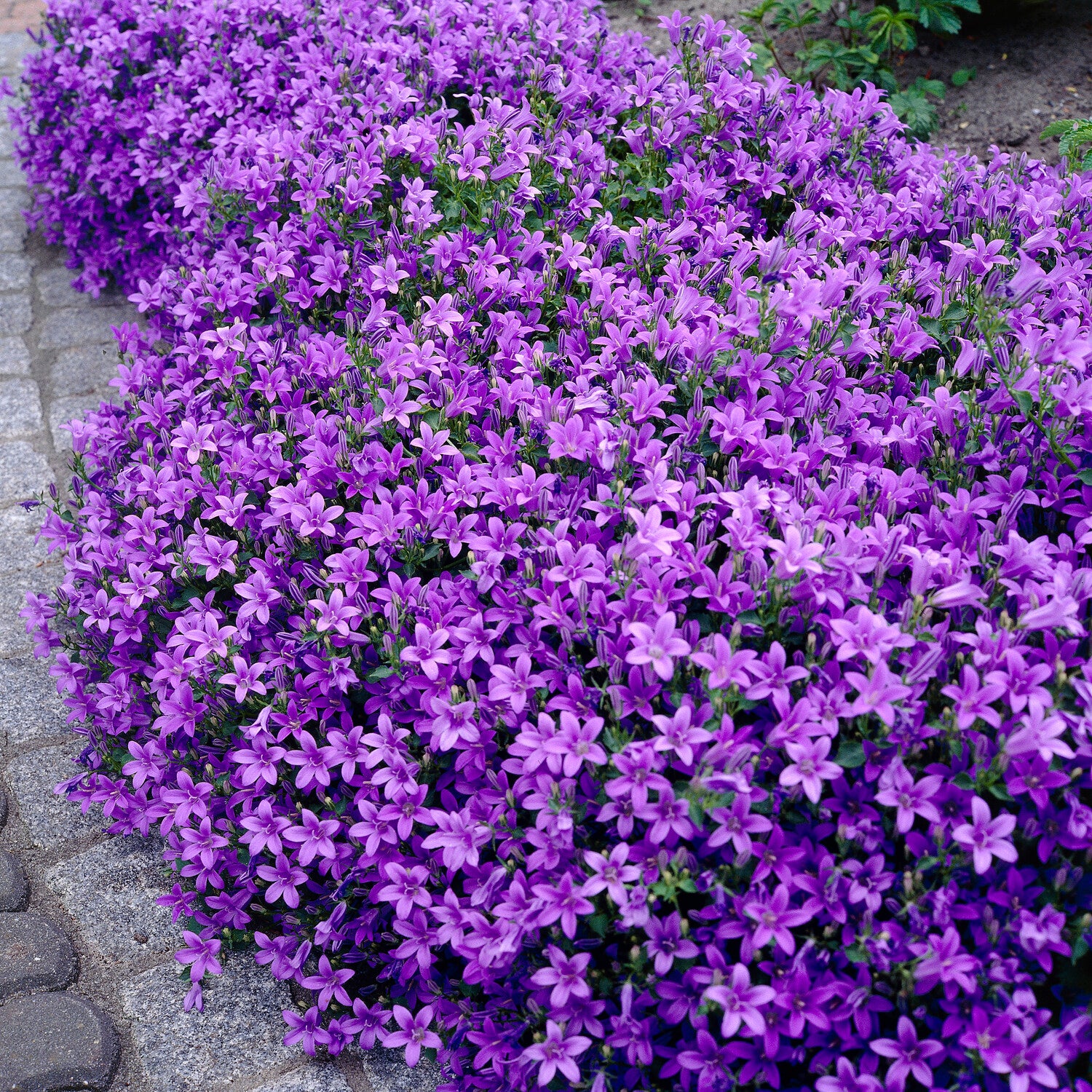 Bakker Campanule des murailles pot 9cm fleur violette couvre-sol