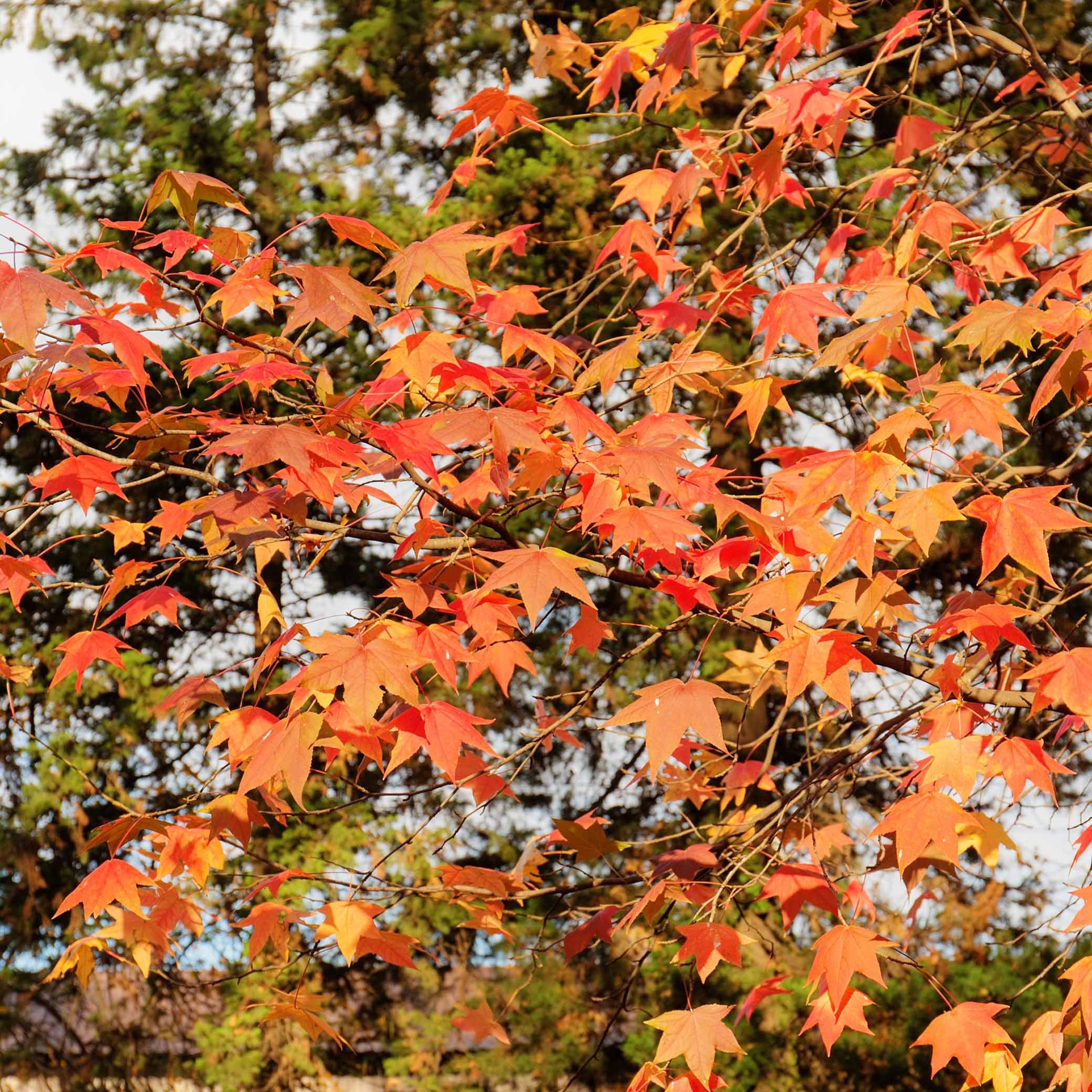 Bakker Copalme Amérique Liquidambar arbre pot 2L 60-70cm rouge