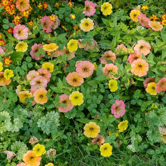 Bakker Pétunias Cascadias Indian Summer retombant 3 pots Ø 10.5cm