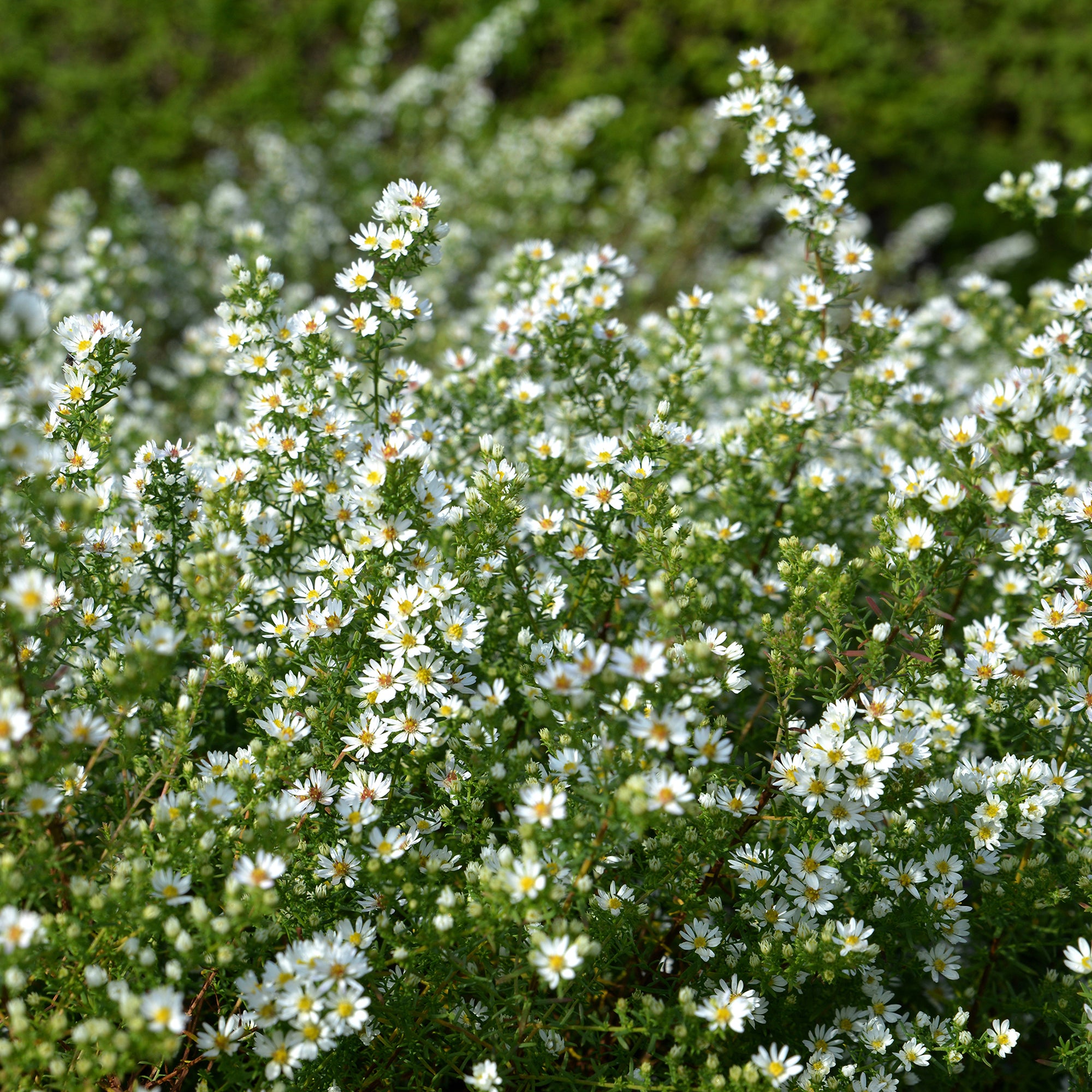 Bakker Plantes vivaces Aster éricoïde Snowflurry fleur blanche pot