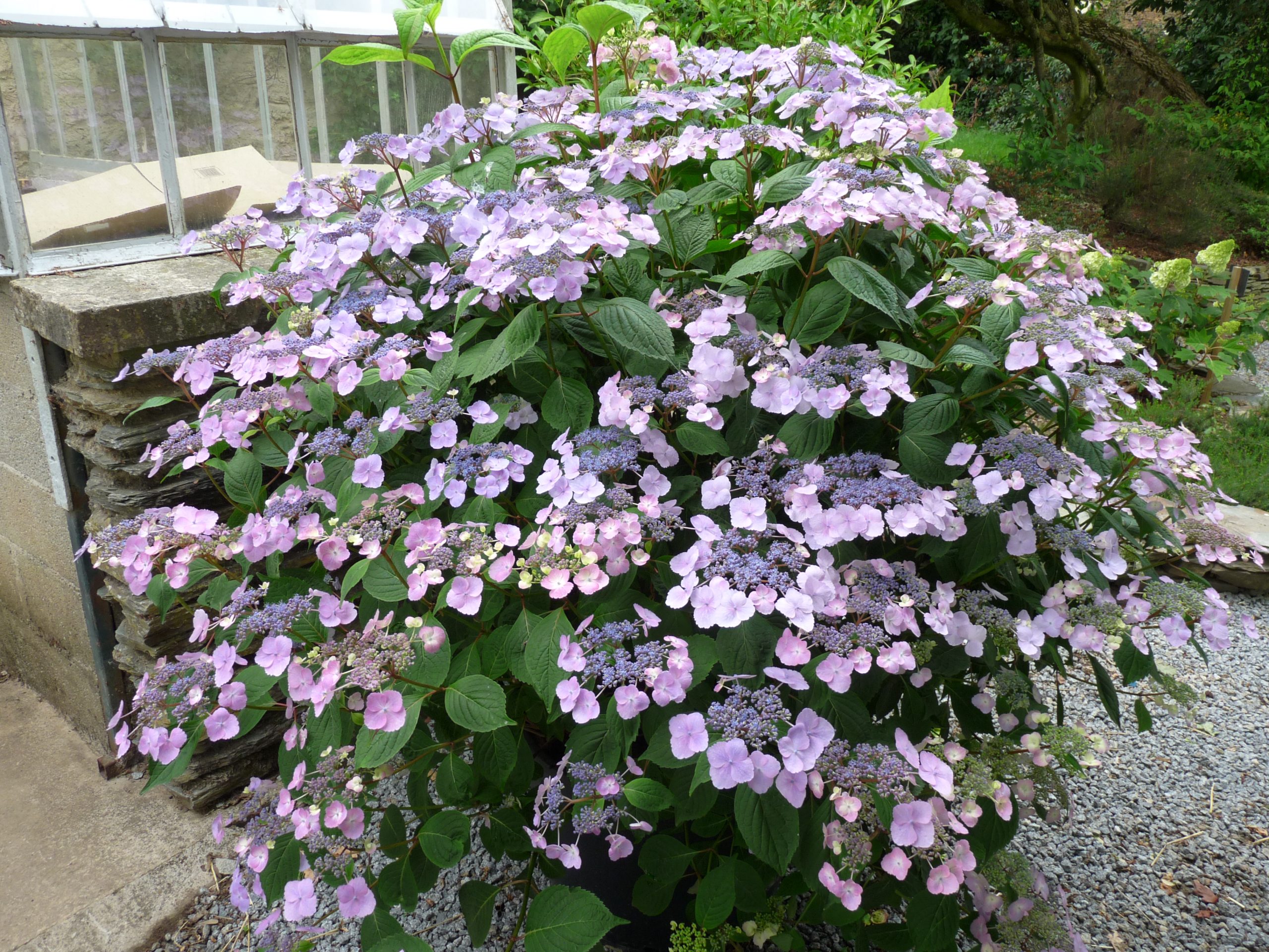 Les Hortensias du Haut Bois Klaveren hortensia macrophylla plates godet