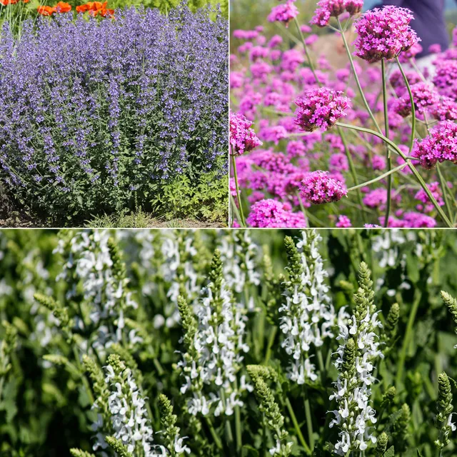 Bakker Massif Soleil Violet Blanc 3 vivaces pots 9cm