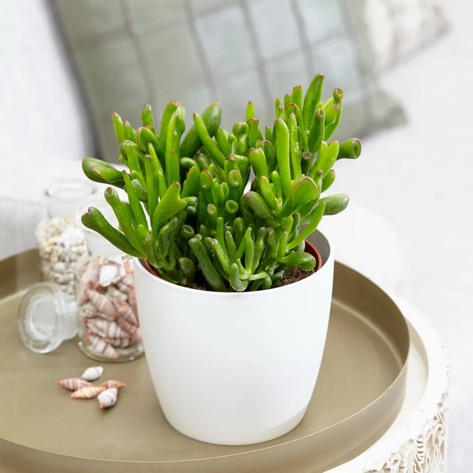 Bakker Hobbit crassula pot Ø12cm feuilles tubulaires