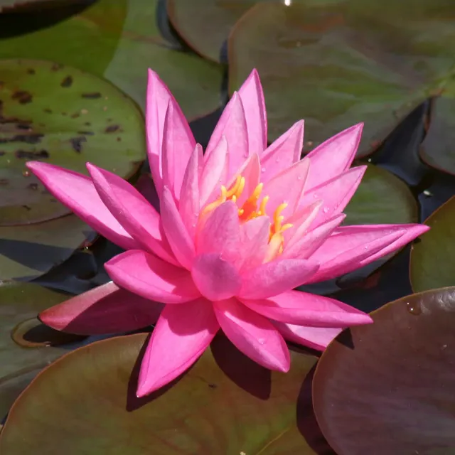 Bakker Bassin Arey nénuphar pot rose parfumé