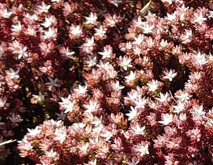 Passion Vivaces Sedum moranense orpin pot 1L feuillage rouge