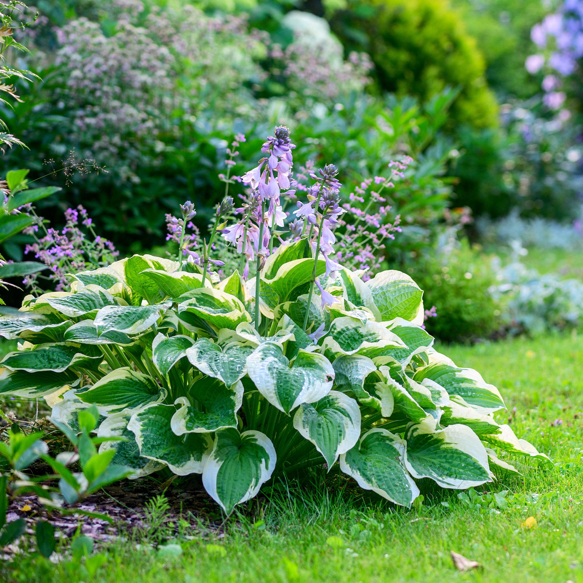 Bakker Hosta Patriot vivace panachée pot Ø9cm mi-ombre