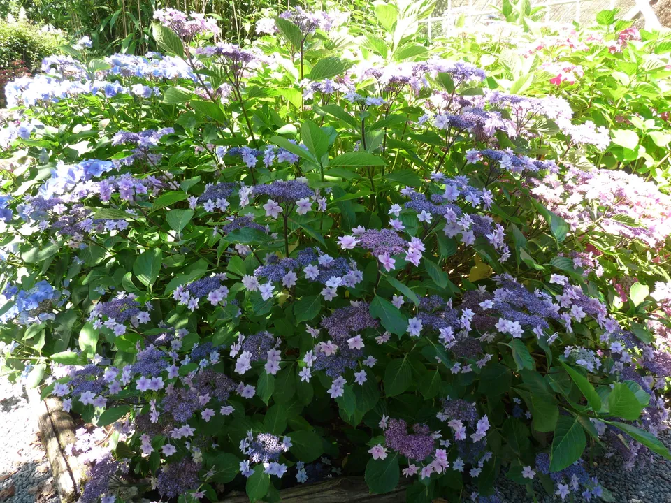 Les Hortensias du Haut Bois Cassiopée hortensia fleurs plates jardin