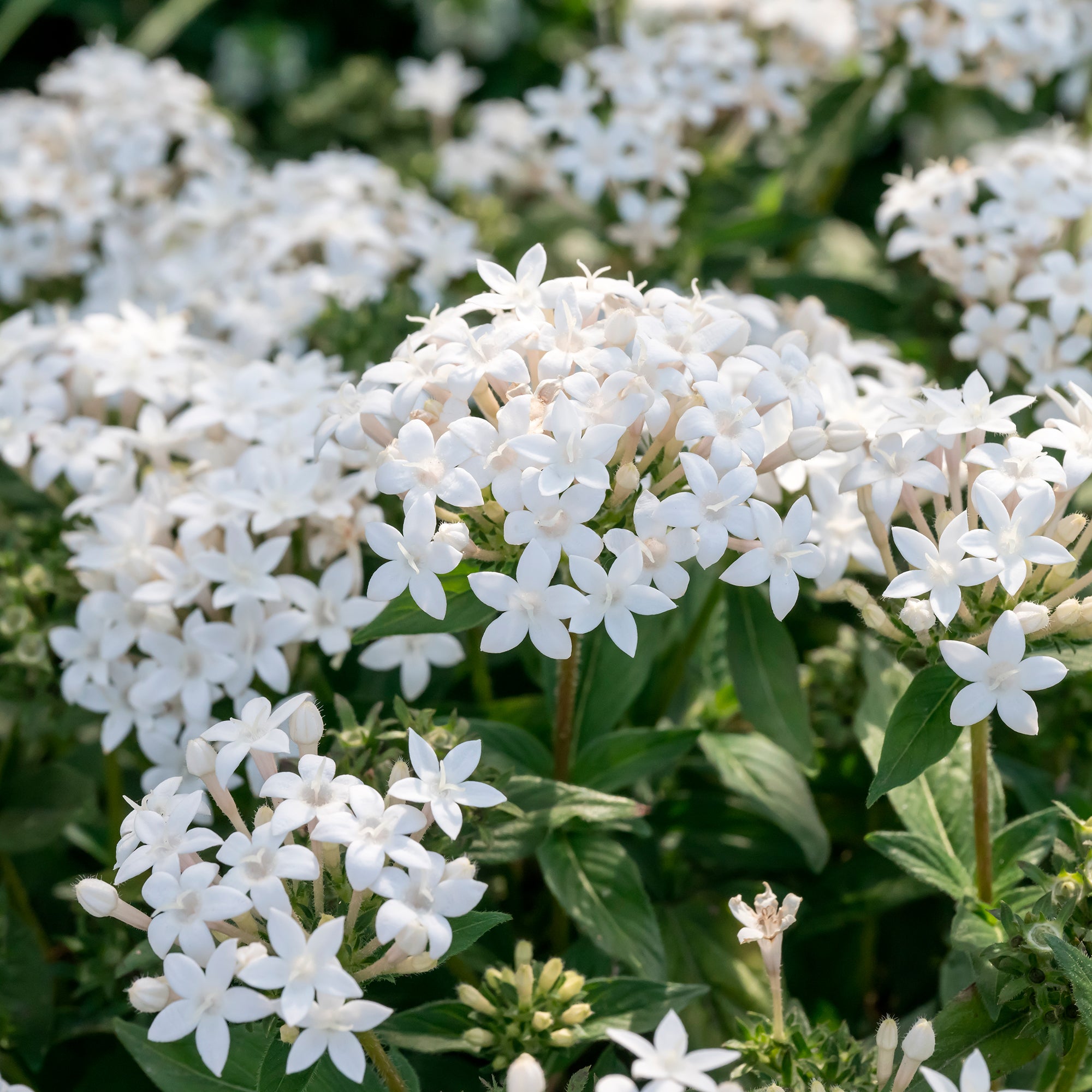 Bakker Pentas Blanc terrasse pot 10,5cm papillons