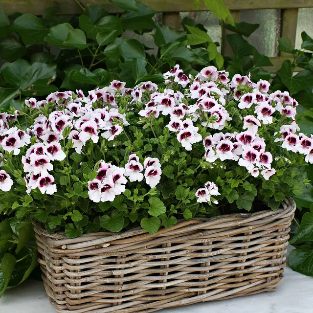 Bakker Mosquitaway Lizzy pélargonium odorant 3 pots Ø10,5cm blanc