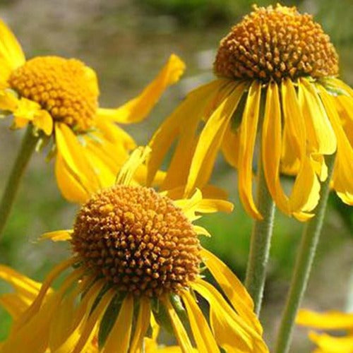 Bakker Hélénie de Hoopes vivace jaune pot 8cm floraison juin