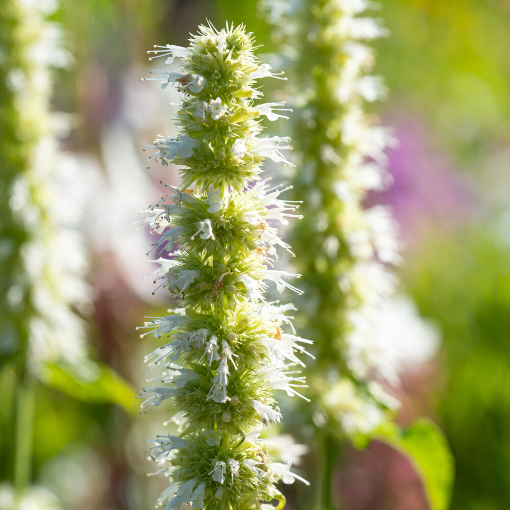 Bakker Agastache Alabaster rugosa fleur blanche pot 9cm