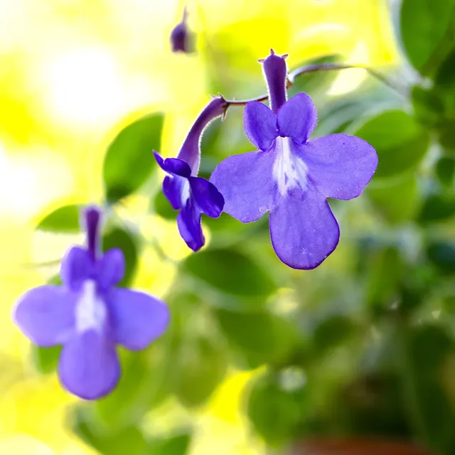 Bakker Primevère du Cap plante balcon pot 10,5cm bleu