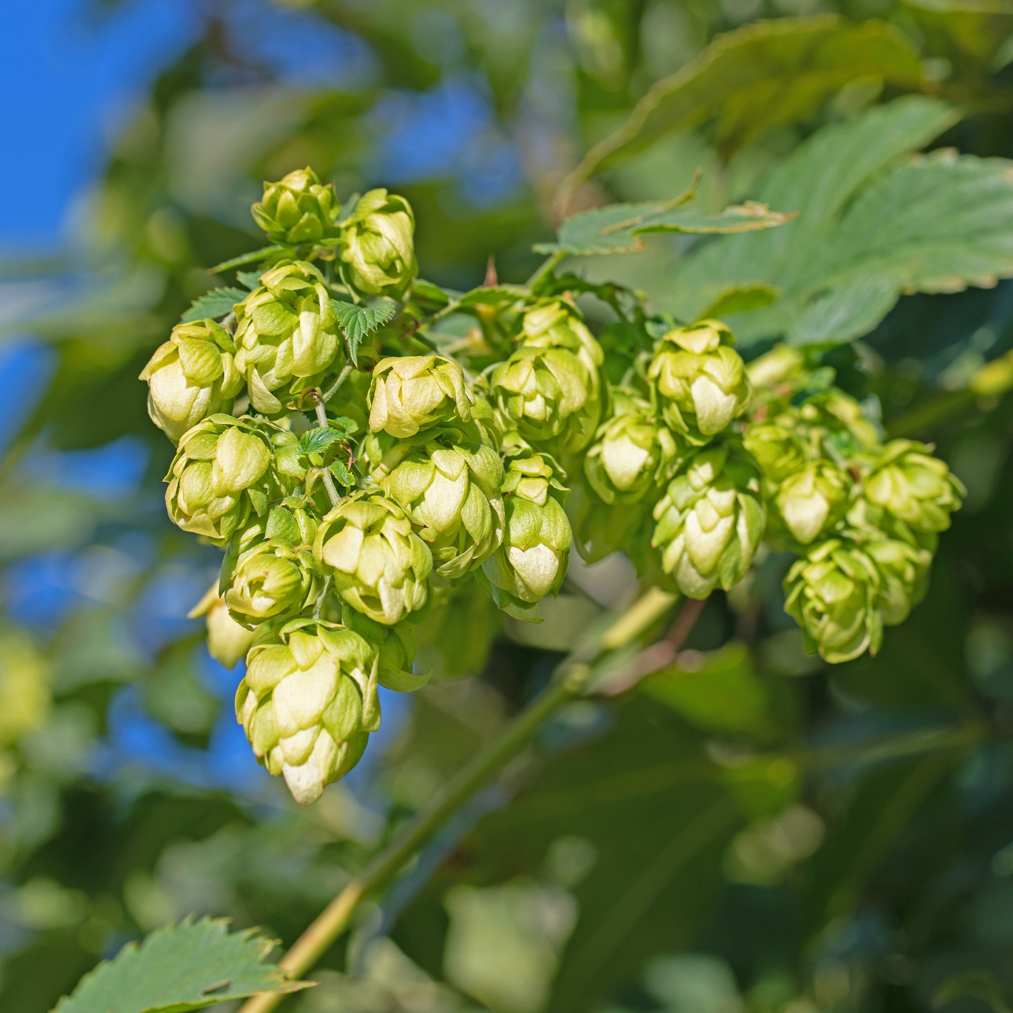 Bakker Prima Donna houblon femelle godet 9cm à cônes