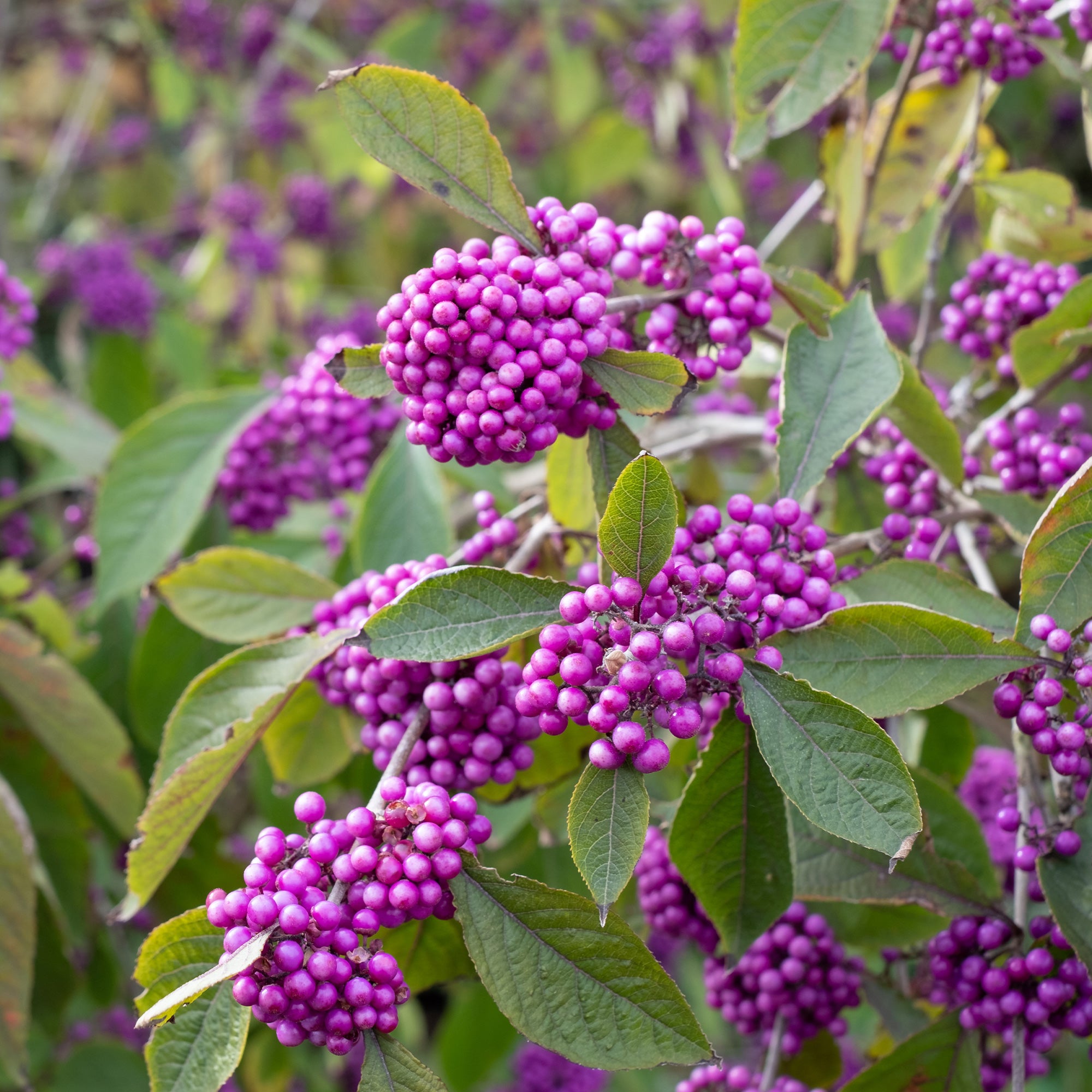 Bakker Callicarpa Profusion arbuste pot 2L baies violettes 30-40cm
