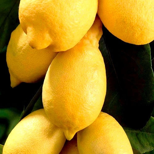 Bakker Fruitiers Citronnier Citrus limon pot 9cm 20-30cm remontant