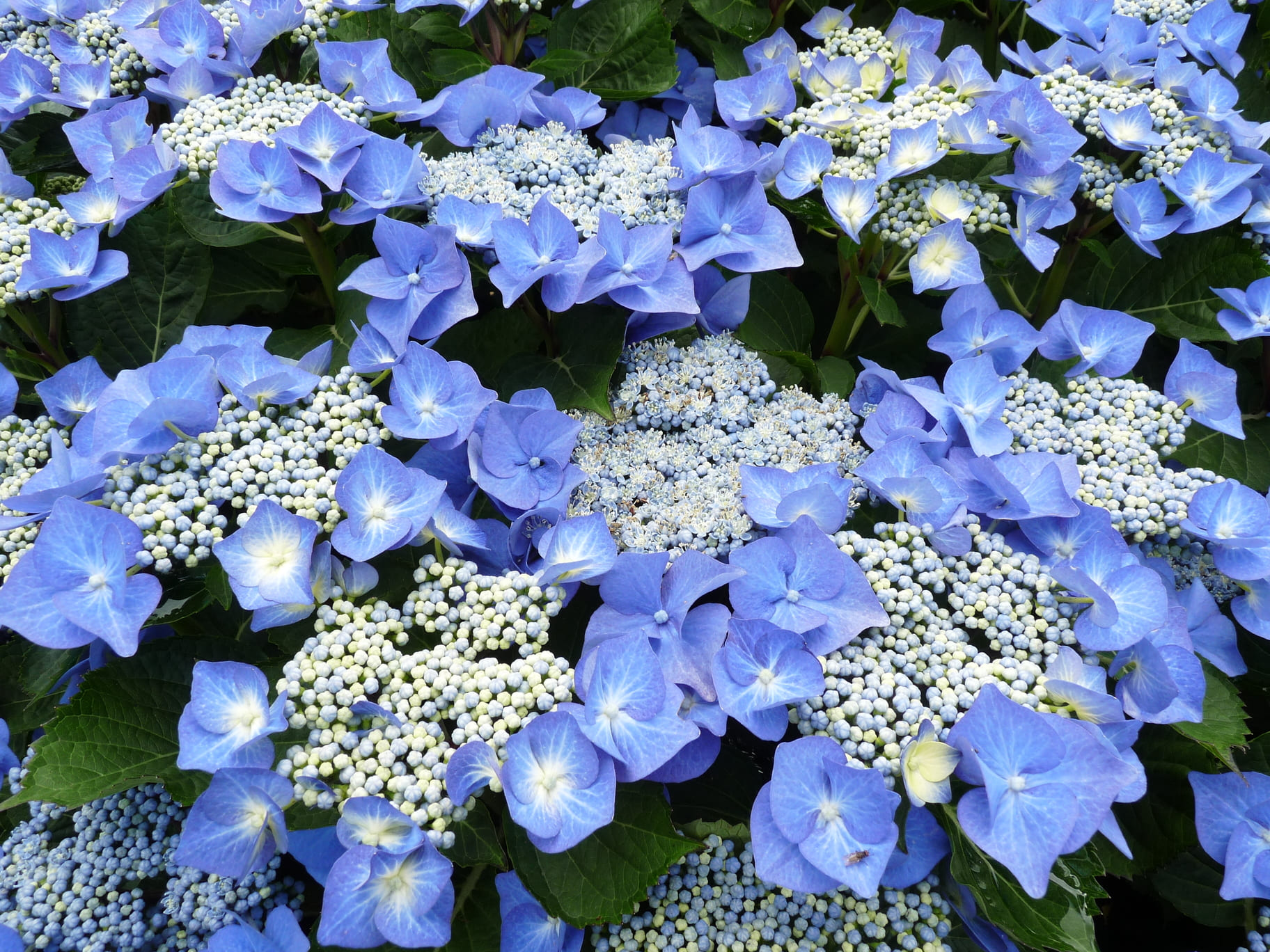 Les Hortensias du Haut Bois Blaumeise hortensia fleurs plates godet
